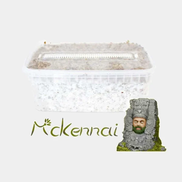 mckennaii-paddo-grow-kit Psilocybe Cubensis McKennaii – Premium Paddo Grow Kit